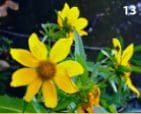Large yellow flowers
