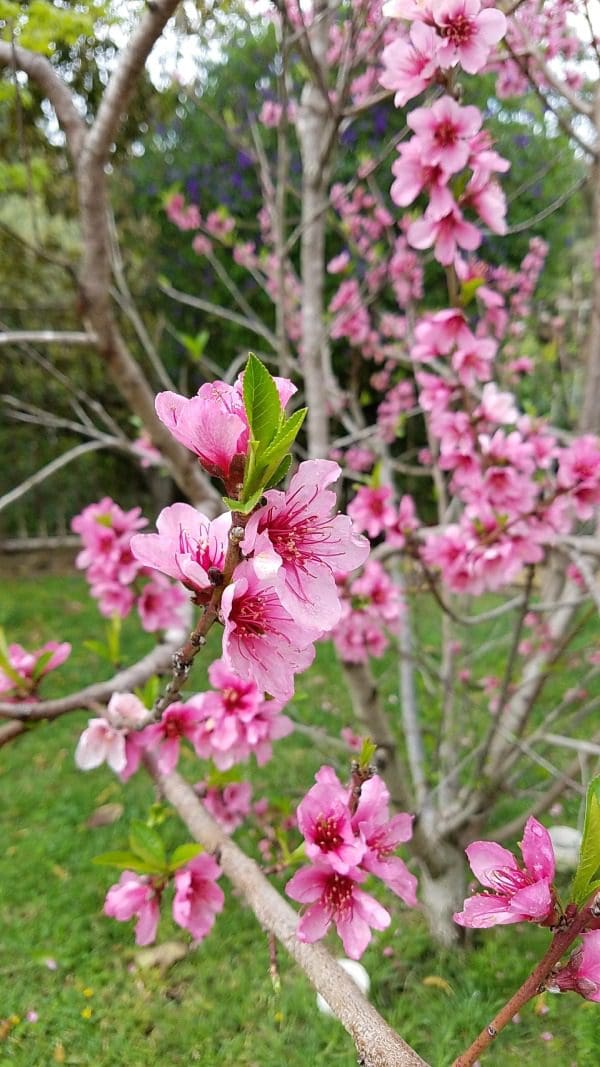 Pink orchids