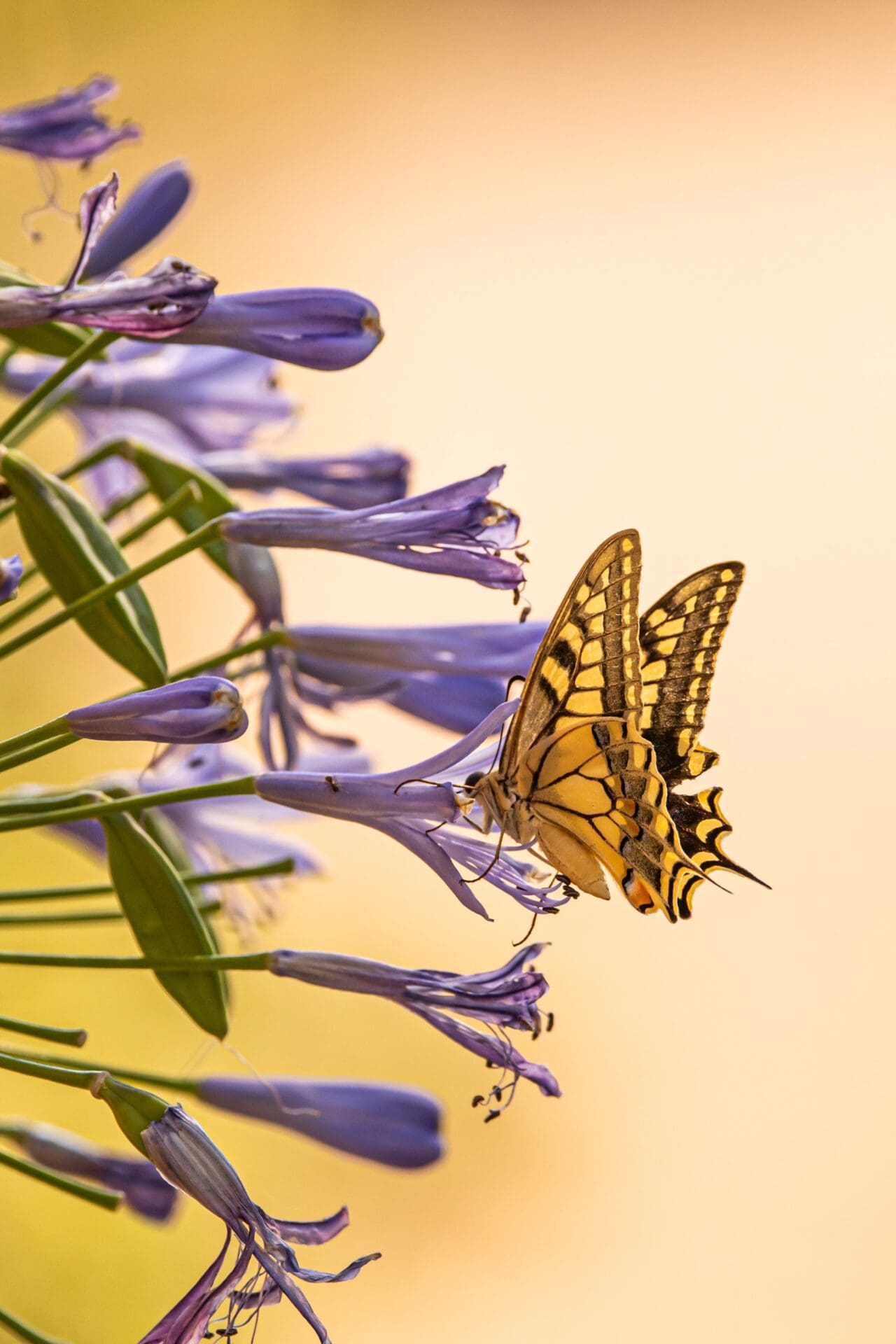 Butterly On Flower