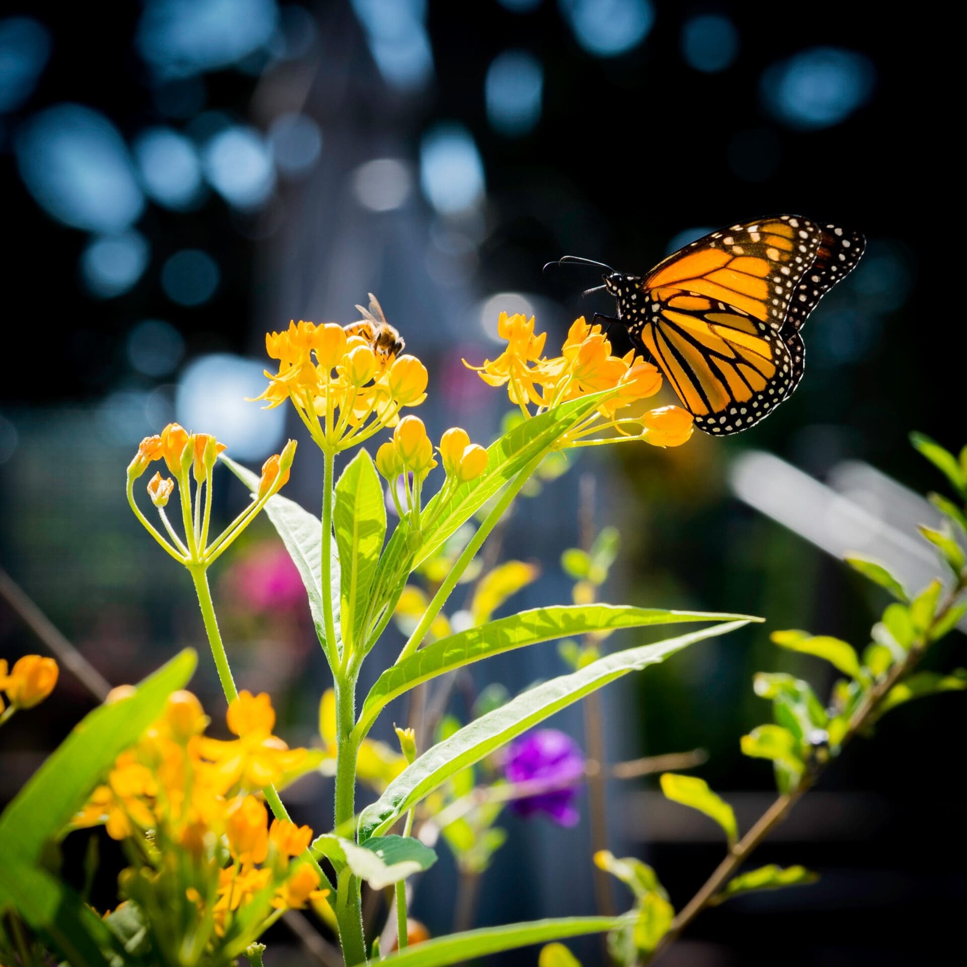 Yellow Butterfly