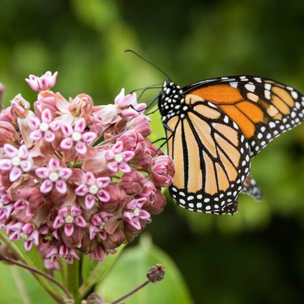 milkweed-plant-monarch-butterfly-shutterstock-com_12623